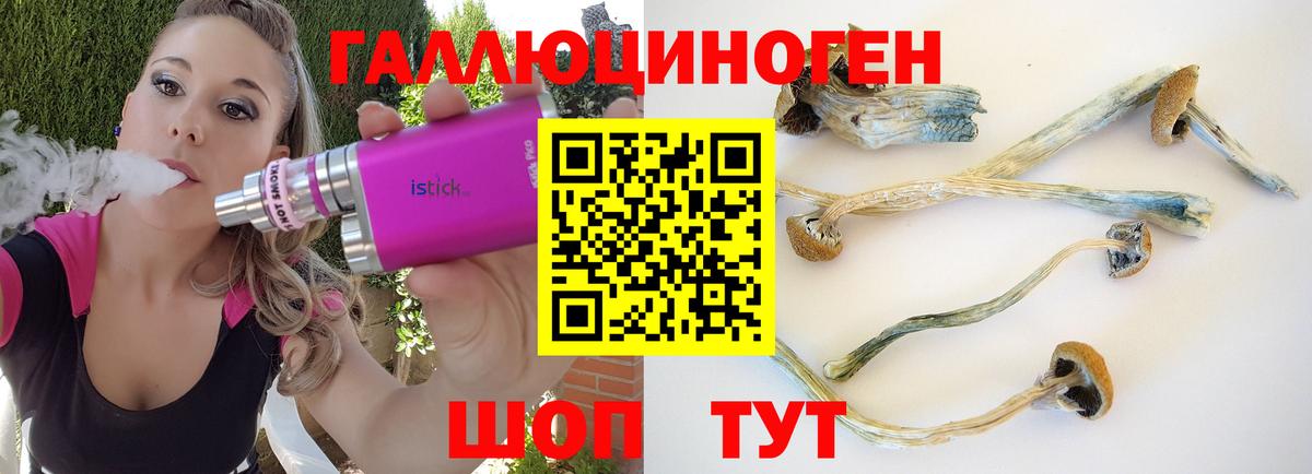 как найти   Галлюциногенные грибы MAGIC MUSHROOMS  Вход с VPN  Камень-на-Оби  Псилоцибиновые грибы Psilocybe 